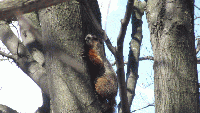 groundhog up a tree